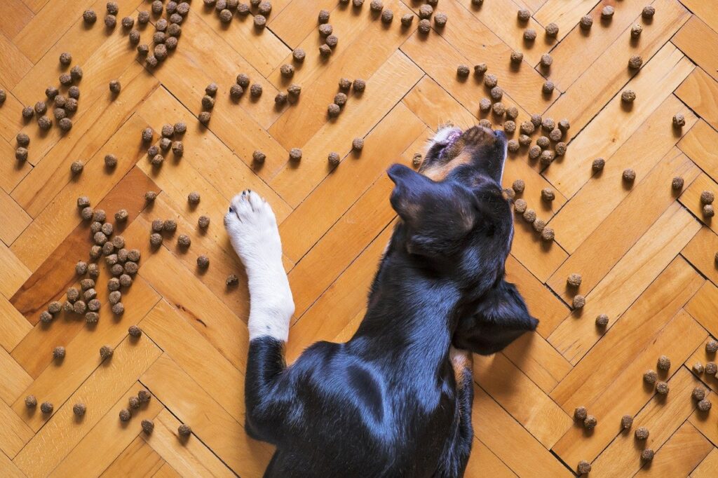 Dog eating treats