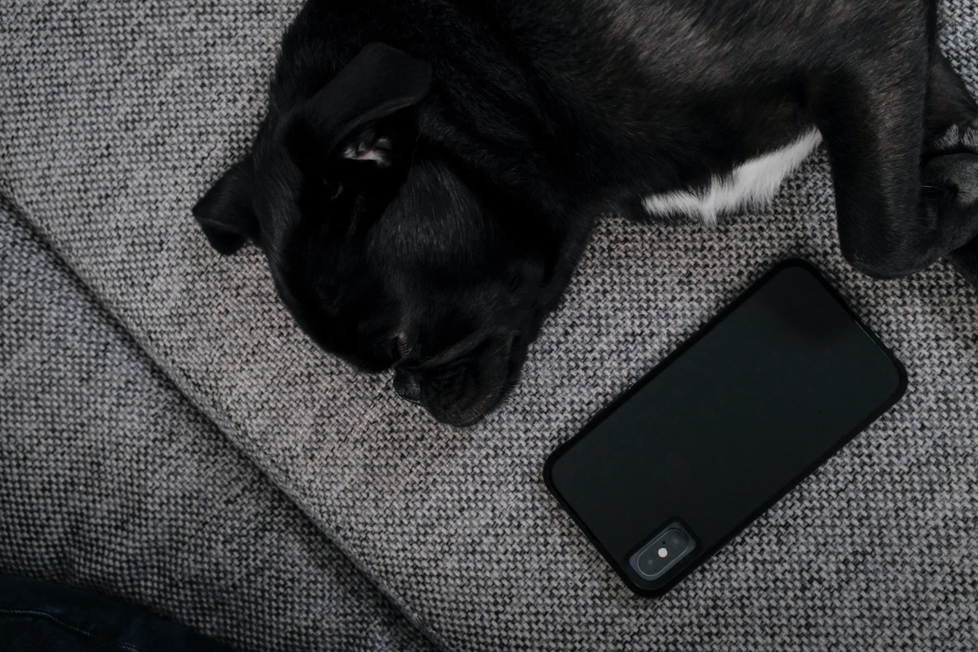 Dog with phone