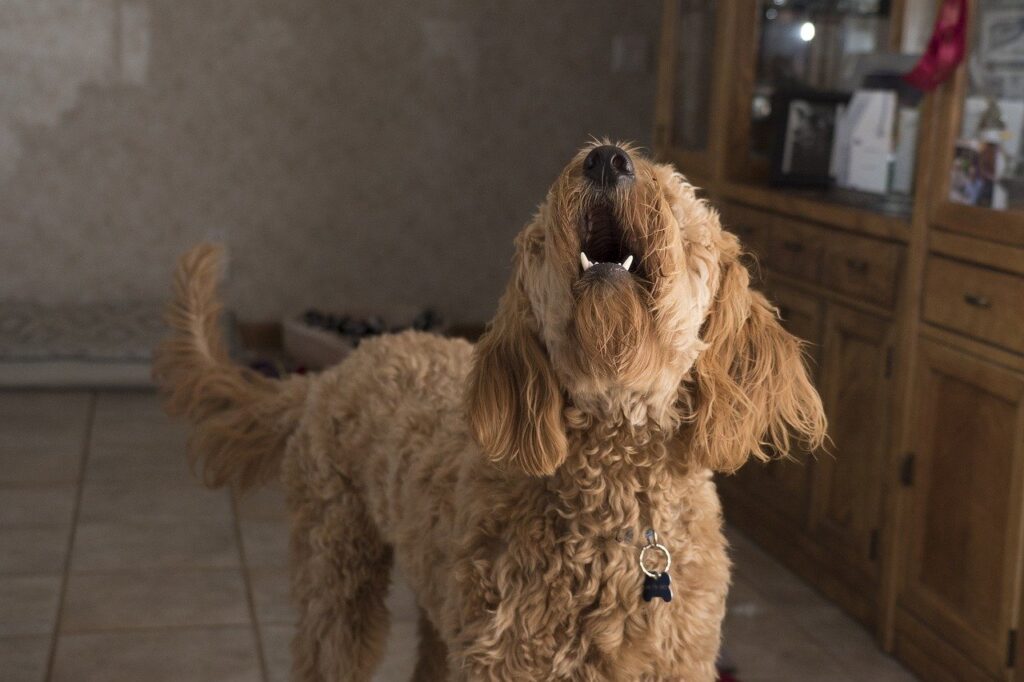 Dog barking at the camera