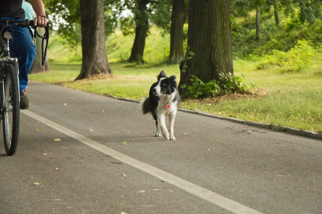 Dog tired of running near the bike