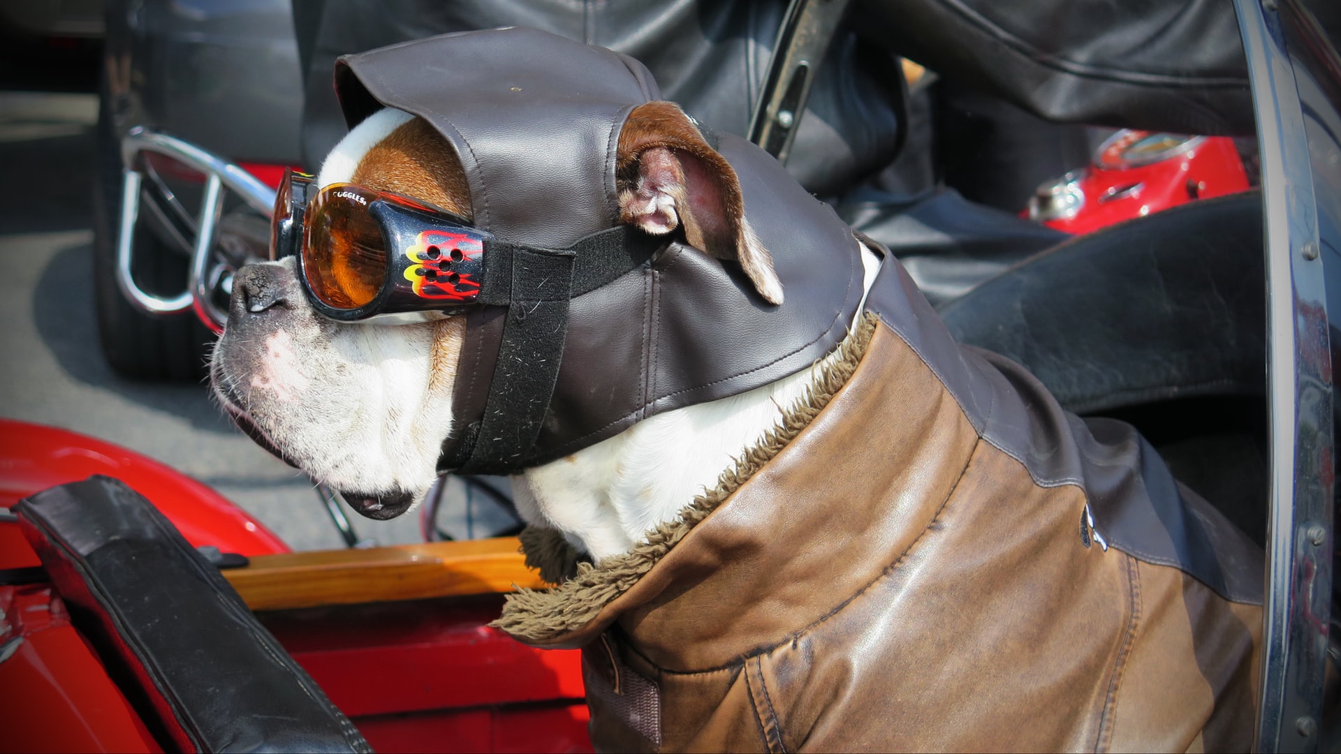 Dog in a bike trailer