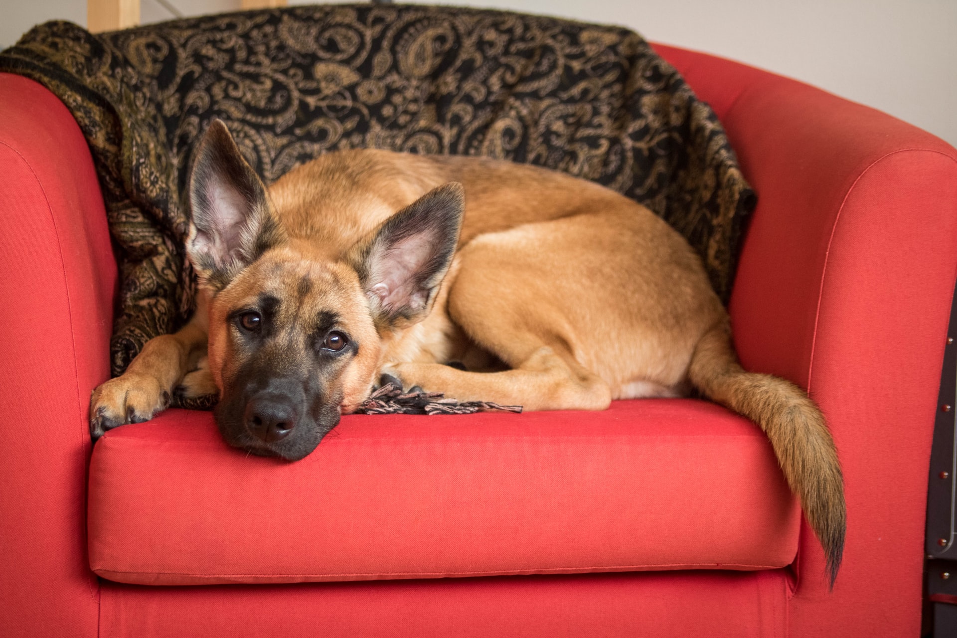 Dog in the armchair