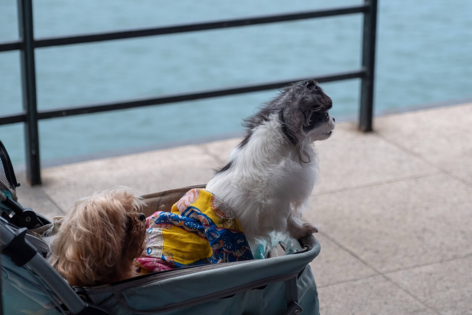 Dogs in a double dog stroller