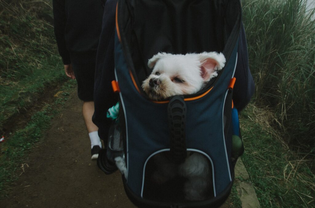 Dog in a hiking backpack carrier