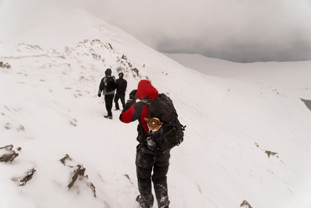 Winter hiking with a dog in a backpack