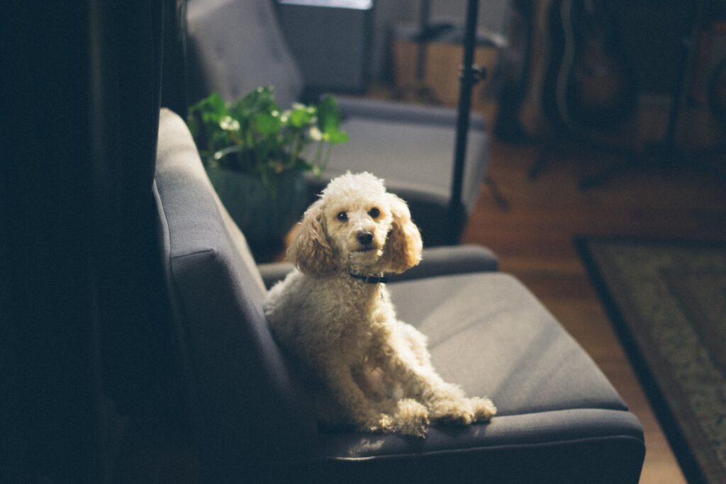 Lonely poodle: Furbo helps with separation anxiety