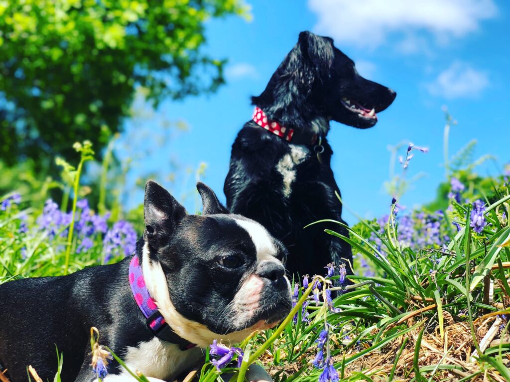 Two dogs in the field