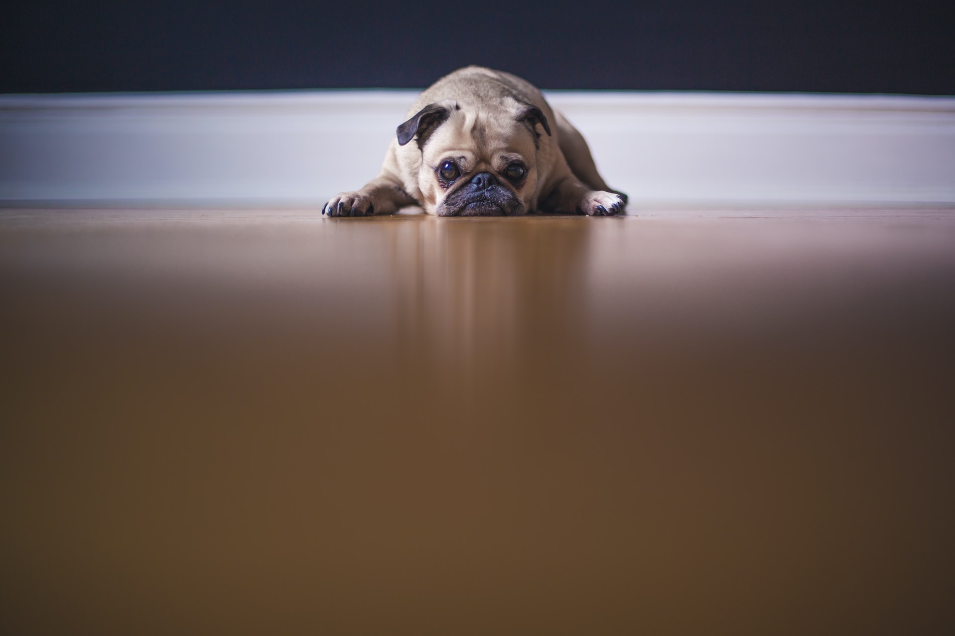 Dog and the clean floor