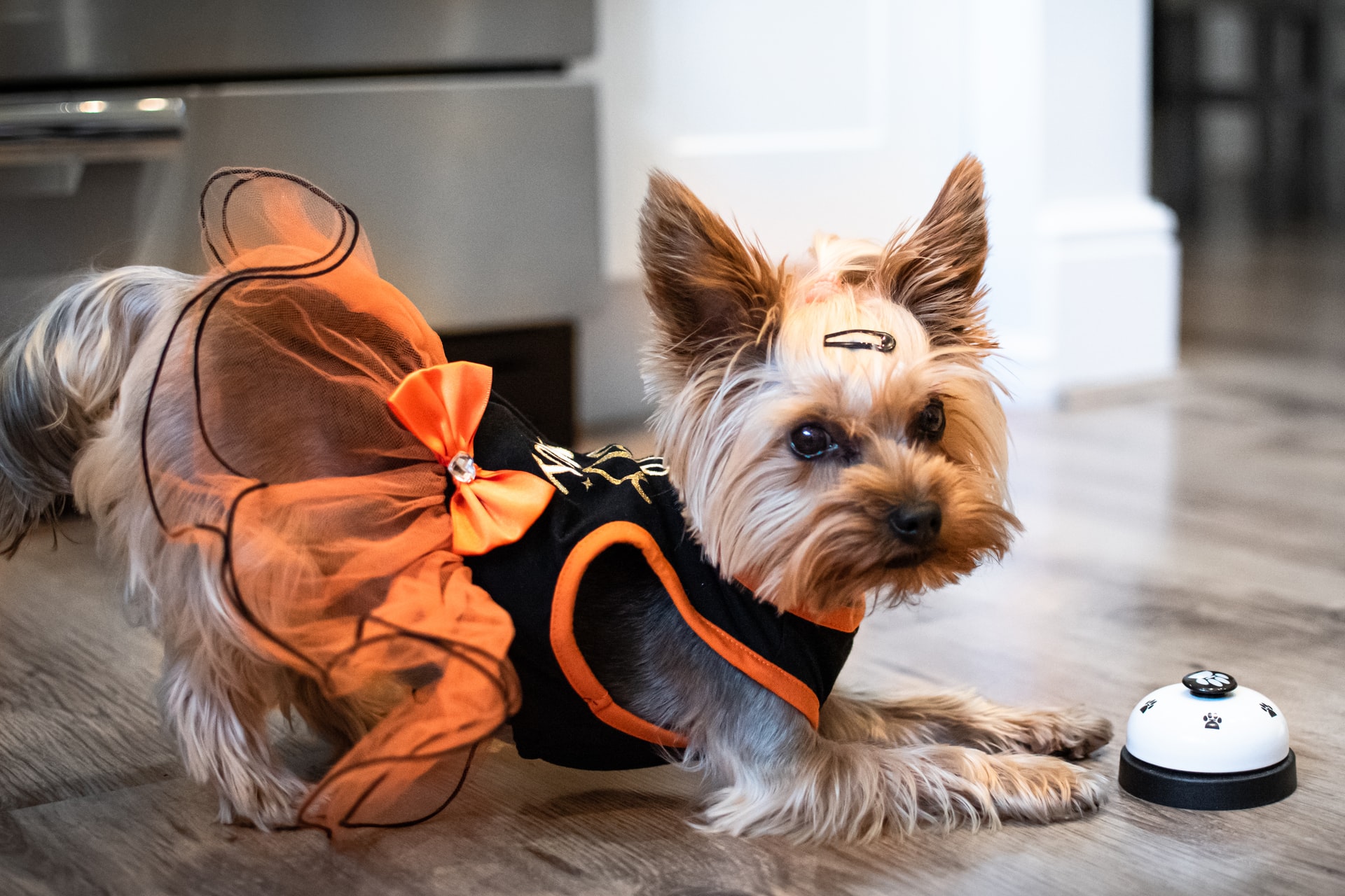 Dog doorbell