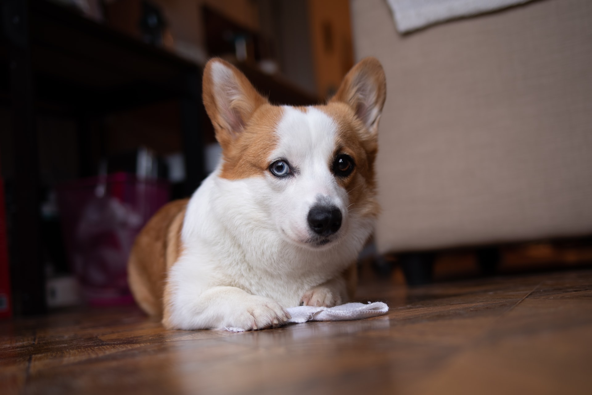 Dog looks at camera