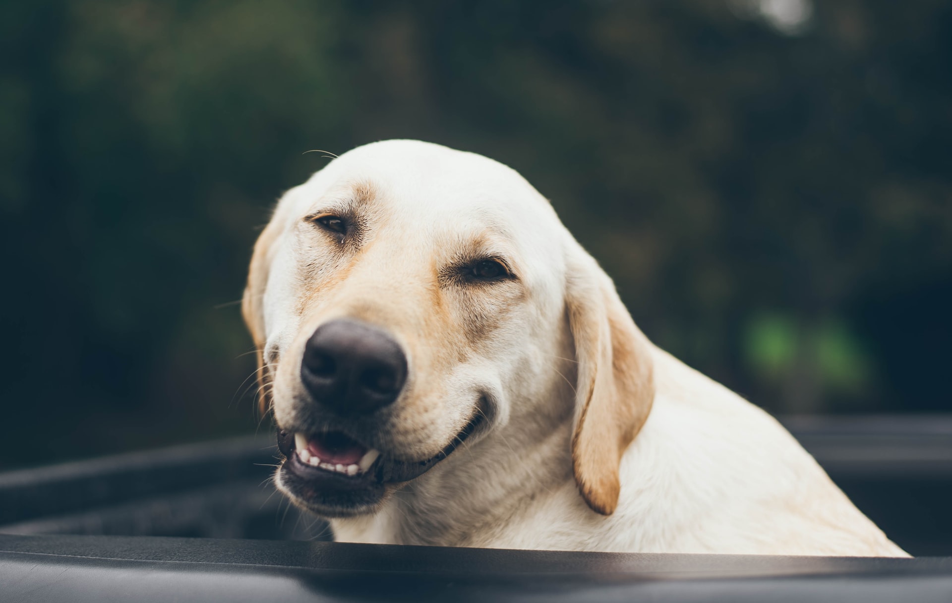 Smiling dog